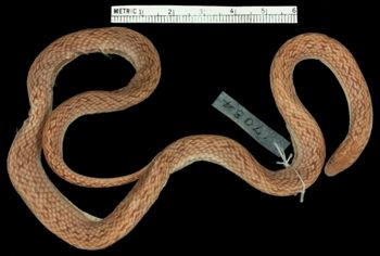 Media type: image;   Herpetology R-17084